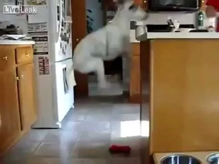 Забавный и голодный пес