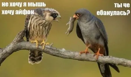 Фотоподборка фото приколов в двух страницах