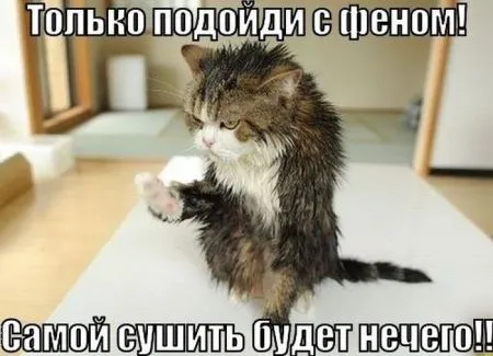 Фотоподборка фото приколов в двух страницах