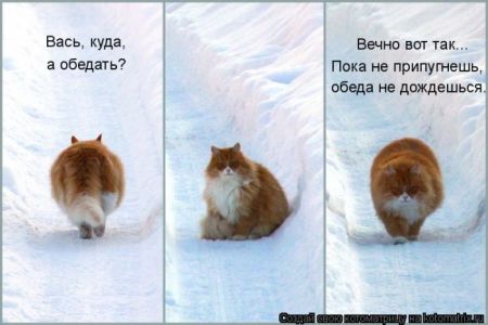 Котоматрицы опять свежие