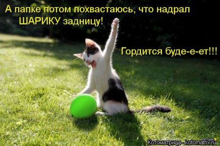 Котоматрицы опять свежие