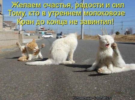 Котоматрицы опять свежие