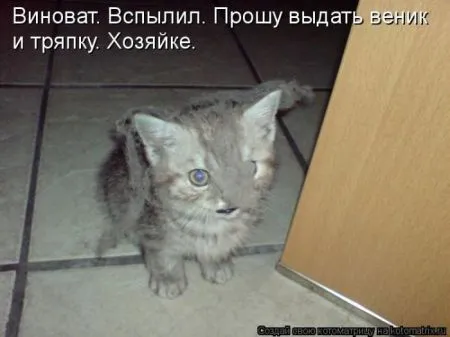 Котоматрицы опять свежие