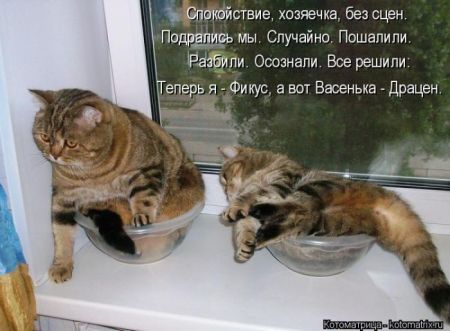 Котоматрицы опять свежие