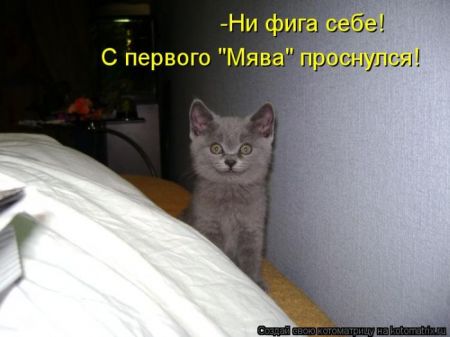 Котоматрицы опять свежие