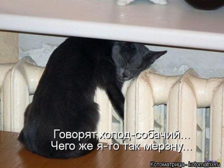 Котоматрицы опять свежие