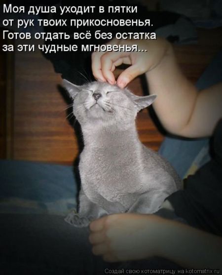 Котоматрицы опять свежие