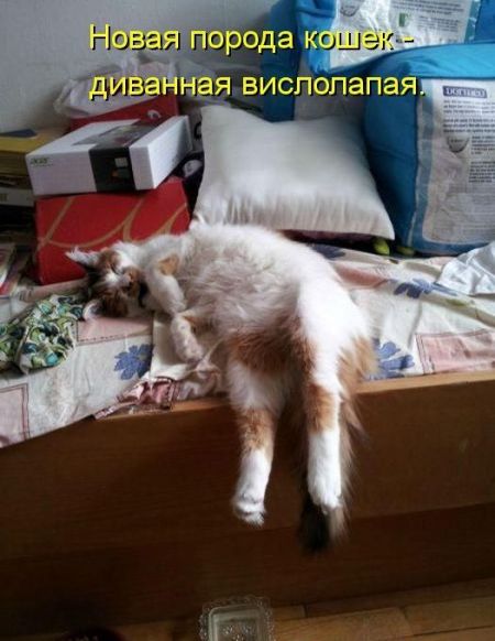 Котоматрицы опять свежие