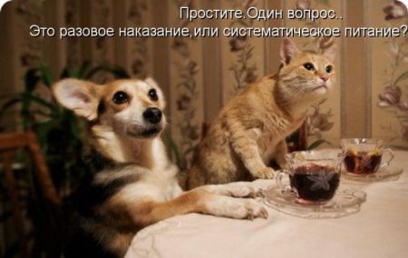 Котоматрицы опять свежие