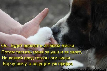 Котоматрицы опять свежие