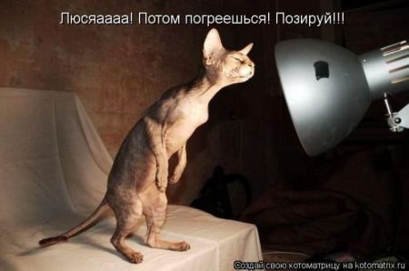 Котоматрицы опять свежие