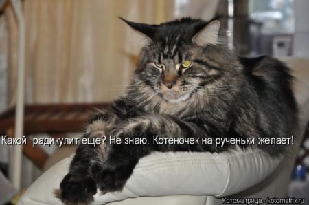 Котоматрицы опять свежие