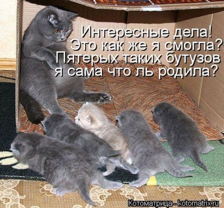 Котоматрицы опять свежие