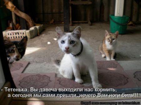 Котоматрицы опять свежие