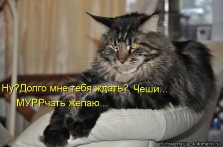 Котоматрицы опять свежие