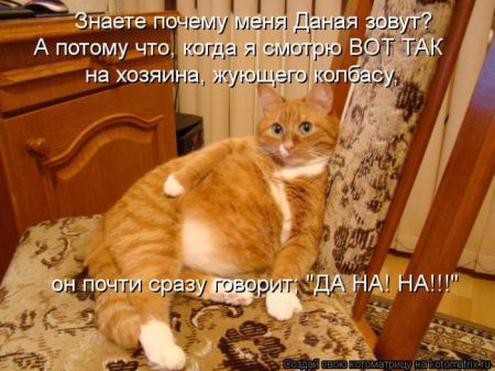 Котоматрица 50 штучек