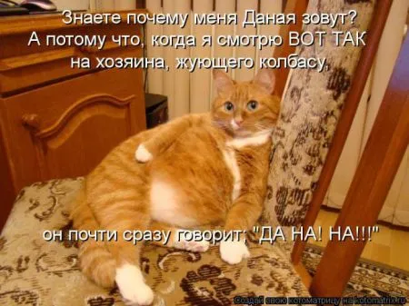Котоматрица 50 штучек