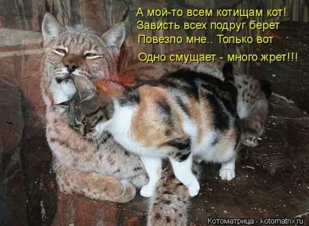 Котоматрица 50 штучек
