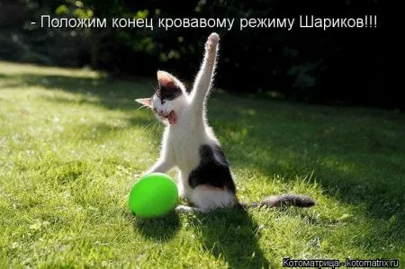 Котоматрица 50 штучек