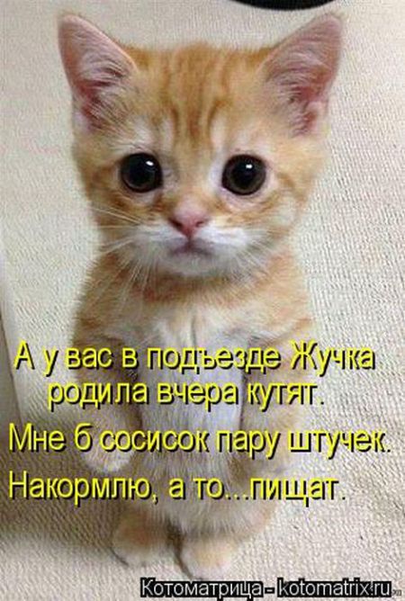 Котоматрица 50 штучек