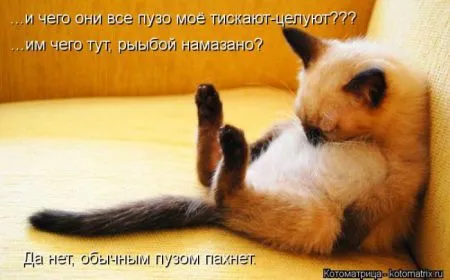 Котоматрица 50 штучек