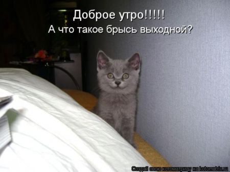 Котоматрица 50 штучек