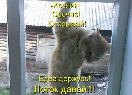 Котоматрица 50 штучек