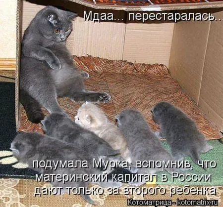 Котоматрица 50 штучек