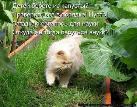 Котоматрица 50 штучек