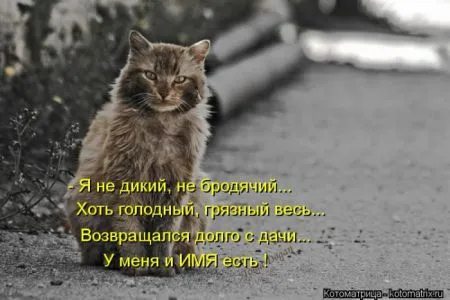 Котоматрица 50 штучек