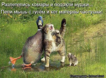 Котоматрица 50 штучек