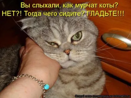 Котоматрица 50 штучек
