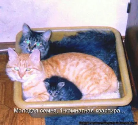 Котоматрица 50 штучек