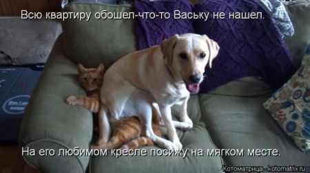 Котоматрица 50 штучек