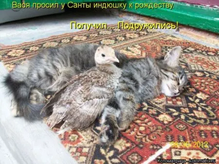 Котоматрица 50 штучек