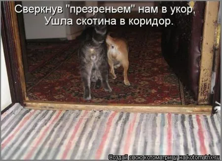 Котоматрица 50 штучек