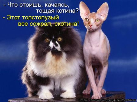 Котоматрица 50 штучек