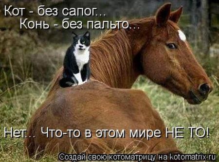 Котоматрица 50 штучек