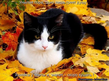 Котоматрица 50 штучек