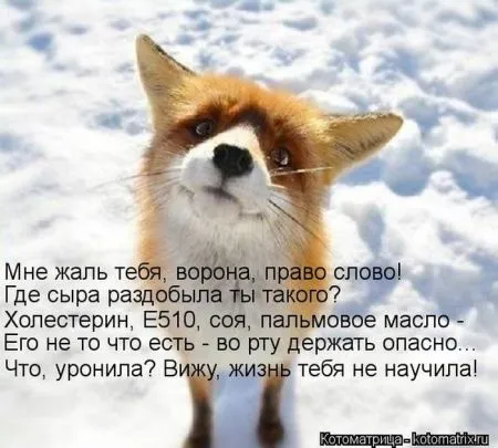 Котоматрица 50 штучек
