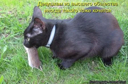 Котоматрица 50 штучек