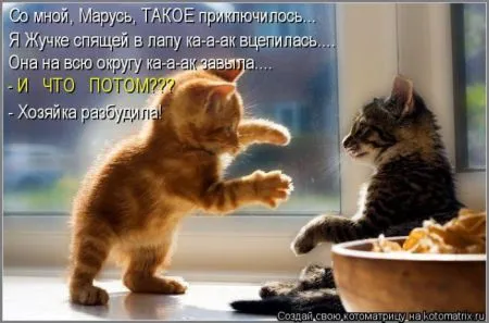Котоматрица 50 штучек