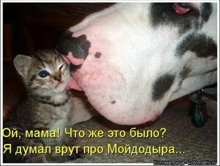 Котоматрица 50 штучек