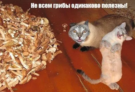Прикольных картинок выпуск в двух страницах