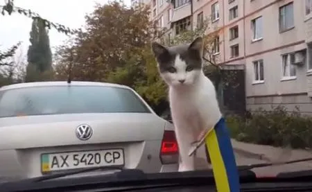 Коте катапультировался