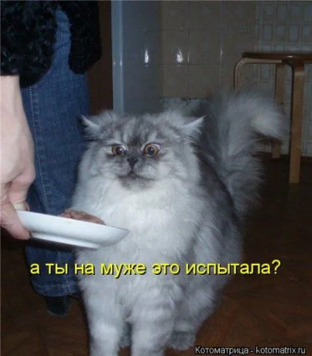 Посмотри котомашки - зарядись позитивом