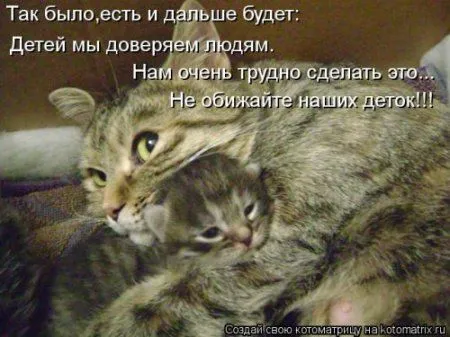Посмотри котомашки - зарядись позитивом