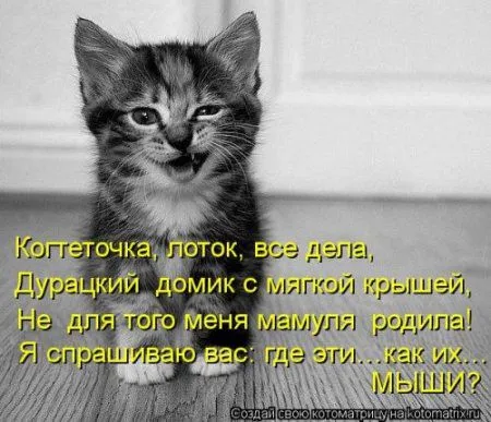 Посмотри котомашки - зарядись позитивом