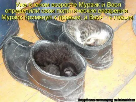 Посмотри котомашки - зарядись позитивом