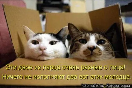 Посмотри котомашки - зарядись позитивом
